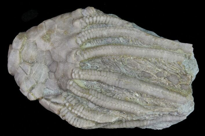 Bargain, Macrocrinus Crinoid Fossil - Crawfordsville, Indiana #68496